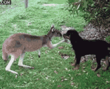 When the kangaroo meets the dog,当袋鼠遇到狗狗
