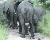 Elephants are born in the wild. The first experience that comes to the world is to fall to the ground.,野外拍到大象生娃，来到世界的第一个体验就是摔到地上~