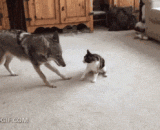 曾经我是狼，被猫虐成哈士奇 - Once I was a wolf and was abused by a cat as a husky