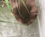 老鼠：来啊，找到我，算我输。 - Mouse: come on, find me, I lose.