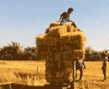 一、二、三 倒....疼死哥了 - One or two, three... It hurts to die.