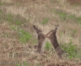Rabbit fights,兔子打架方式