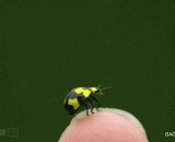 七星瓢虫起飞的慢镜头 - Slow shot of the ladybug taking off
