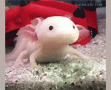 一只呆萌呆萌的蝾螈，这反射线有点长 - A stay in sprouting salamander, this reflex ray is a little long.