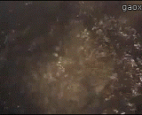 冰桶挑战的弱爆了，看看人家的开水沸腾挑战！太凶残了！ - Ice bucket challenge weak explosion, look at others boiling boiling challenge! It's so cruel!