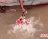 钓食人鱼了 - Cannibalism