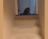 喝醉后的猫是这样下楼的[2P] - The drunken cat is like this [2P]