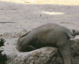 Baba quick to save me, I dropped the pit!,粑粑麻麻快来救我，我掉坑里了！