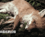 The process of decadent animal corpse,动物尸体腐化的过程