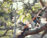 桃园结义拜关公，没毛病啊！ - The knot of the peach garden has no trouble.