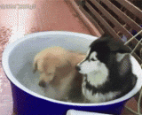 我们总是有一个过度兴奋的朋友 - We always have an excessively excited friend