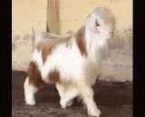 The most beautiful goat,最美的山羊