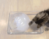 喵星人玩冰球系列gif：做个冰球，给你家的喵星人玩吧！[9P] - Meow star people play ice hockey series GIF: make an ice hockey, and play for your meow star! [9P]