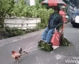还真会玩，让鸡拉车！ - Really play, let the chicken pull the car!