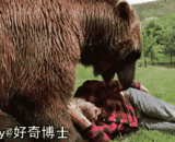 Bear from childhood is reassuring, can wrestle together and put the head in the bear's mouth.,从小养大的熊就是放心，可以一起摔跤、把头放到熊嘴里！
