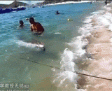 The world's largest [2P] fish, the world's largest bone fish,皇带鱼，世界上最大的硬骨鱼[2P]