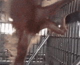 泰国的猩猩会自制吊床 - The orangutans in Thailand can make homemade hammocks