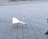 鹅：装完逼还想跑！ - Goose: finish the press and want to run!