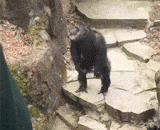 大猩猩不想跟你说话并向你扔了坨屎 - Chimpanzees don't want to talk to you and throw shit on you