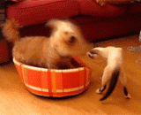 小狗砸，和老子打架还有你休整的时间？走你 - Dog smash, fight with Lao Tzu and have your rest time? Go to you