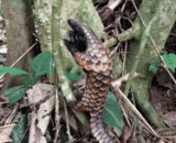 A tree climbing pangolin only... Why look at the hair of my heart,一只爬树的穿山甲而已……为什么看着心里毛毛的
