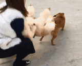 主人你好狠心啊！ - The master is good hearted!