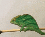 美食来的太突然，一时半会没反应过来 - The food is so sudden that it will not respond for a while.