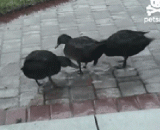 Gaga... Ducks are all played out,嘎嘎嘎....鸭子都被玩坏了