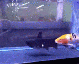 这鱼胃口真好...为了防止抢食，直接把对方吃掉~ - The fish has a good appetite. To prevent rush food, eat it directly.