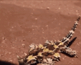 角蜥（Phrynosoma coronatum Blainvile），生活在北美洲 - Horned lizard (Phrynosoma coronatum Blainvile) lives in North America.