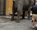 The elephant makes the baby, the amniotic water is like a waterfall.,大象生娃，羊水像瀑布一样...