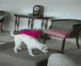 主银，你麻痹啊！！！！ - Master silver, you are paralyzed!!!!