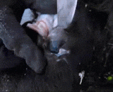 生吃牦牛眼球 - Yak eyeball