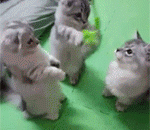 超级可耐的三只喵星人，萌出血啦 - The three meow stars who are super resistant are bleeding