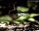 高速摄影拍摄的蜘蛛捕食瞬间 - High speed photographing of spiders