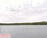 All, dive quickly! What kind of bird is this?,全体，急速下潜！这是什么鸟呢？