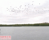 全体，急速下潜！这是什么鸟呢？ - All, dive quickly! What kind of bird is this?