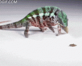 模仿变色龙舌头原理制成的机器手夹头 - Machine hand chuck modeled on the chameleon tongue principle