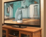 Never let a cat watch TV or learn bad for 1 seconds!,千万不要让猫看电视，学坏起来就是1秒钟的事情！