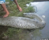 吃多了的蟒蛇，被解剖！ - The anaconda, which eats more, is dissected!