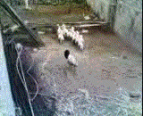 On the head of the head of the sheep, the terrorists appear! The sheep crumble! Shit,当头羊套上头套，恐怖分子出现！众羊集体崩溃！笑屎了