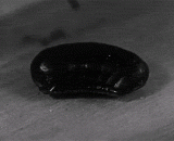 How a small cockroach hatches from an egg pod,小蟑螂如何从卵荚里孵化出来的过程~