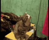 喜欢让主人摸头的动物，萌翻了[18P] - The animal that likes to let the master feel in the way, flipped the [18P]