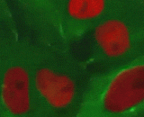 Gaining new knowledge！ Cell mitosis! Beautiful ~,涨姿势！细胞有丝分裂过程！漂亮~