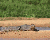 豹子捕杀鳄鱼 - Leopards kill crocodile