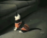 当给喵星人穿上衣服之后，整个喵都不好了[6P] - When you put on clothes for meow stars, the whole meow is not good, [6P].