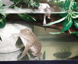 The clown Frog eats a mouse,小丑蛙吃老鼠