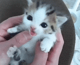 一只超可爱的小奶猫 - A very cute little milk cat