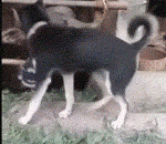 令牛窒息的操作 - Asphyxiation of cattle