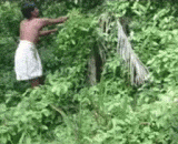 This is the way Indians catch snakes.,印度人是这样捉蛇的